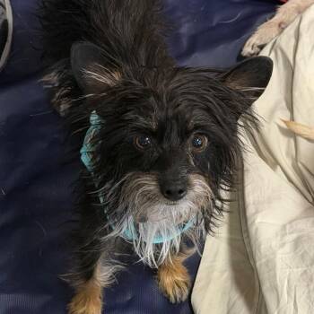 Lala Lou -  Terrier and Mixed Breed Dog Available for Adoption in Las Vegas, Nevada - Lala Lou | PetCurious