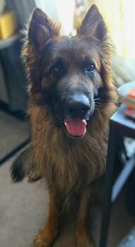 Bayani -  German Shepherd Dog Dog for Adoption in Sioux Falls, South Dakota - Bayani | PetCurious