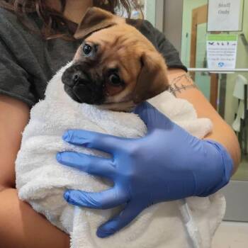 Dazzling -  Pug Dog for Adoption in Lynchburg, Virginia - Dazzling | PetCurious
