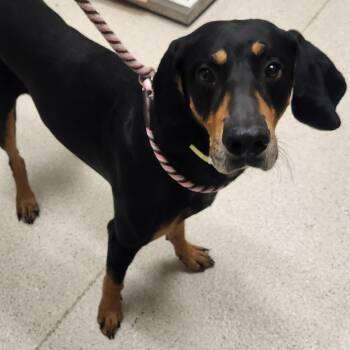 Coonhound Dogs Available for Adoption in Murray, Utah - Jack | PetCurious