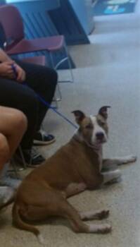 PRESIDENTE -  American Bulldog and Mixed Breed Dog for Adoption in Doral, Florida - PRESIDENTE | PetCurious