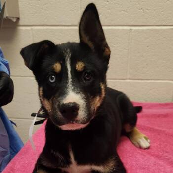 Kentucky -  Husky and Mixed Breed Dog Available for Adoption in Murray, Utah - Kentucky | PetCurious