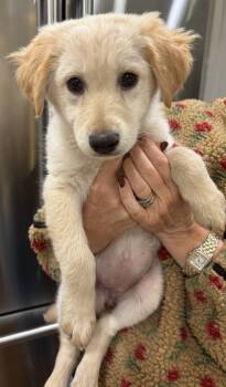 Rescue Terrier Dogs for Adoption in Denver, Colorado - Beanie | PetCurious