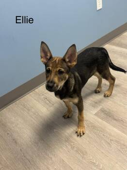 Ellie -  Shepherd Dog for Adoption in Ulster, Pennsylvania - Ellie | PetCurious