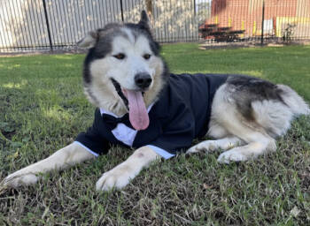 Rescue Alaskan Malamute Dogs for Adoption in San Gabriel, California - Malvo | PetCurious