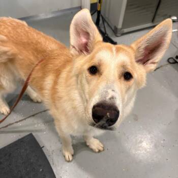 Baker -  Husky and Mixed Breed Dog for Adoption in West Des Moines, Iowa - Baker | PetCurious