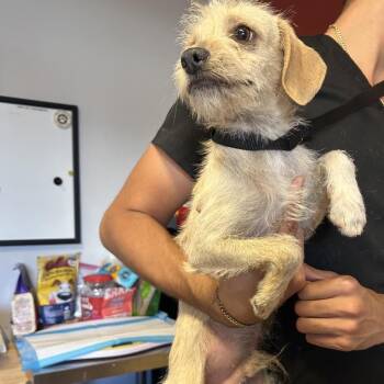 Donnie* -  Chihuahua and Terrier Dog for Adoption in San Gabriel, California - Donnie* | PetCurious