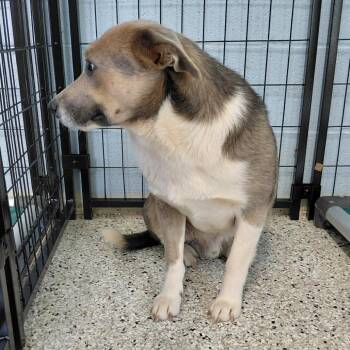 Mixed Breed Dogs Available for Adoption in Loxahatchee Groves, Florida - Timmy 6857 | PetCurious