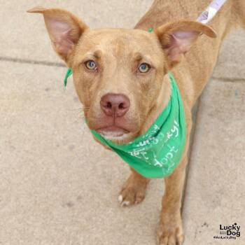 Rescue Retriever and Terrier Dogs for Adoption in Washington, District Of Columbia - Darcy | PetCurious