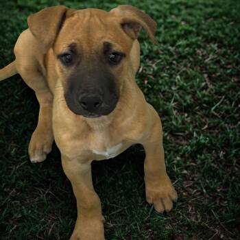 American Bulldog and German Shepherd Dog Dogs Available for Adoption - Honey | PetCurious