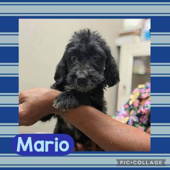 Dachshund and Poodle Dogs Available for Adoption in Ringwood, New Jersey - Mario | PetCurious