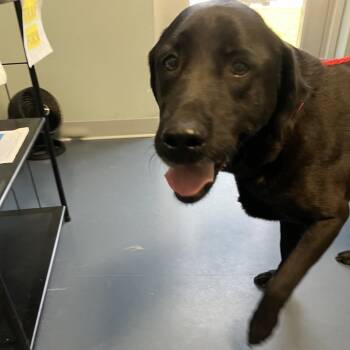 Black Labrador Retriever Dogs Available for Adoption in Greensboro, North Carolina - Sandstone | PetCurious