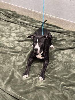 Pit Bull Terrier Dogs Available for Adoption in Las Vegas, Nevada - BANGARANG | PetCurious