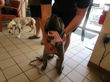 Rescue Pit Bull Terrier and Mixed Breed Dogs for Adoption in Ocala, Florida - TRAVIS | PetCurious