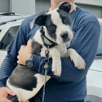 Ballerina -  American Bulldog Dog for Adoption in West Palm Beach, Florida - Ballerina | PetCurious
