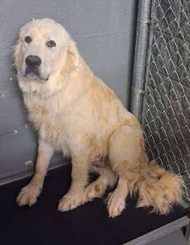 Wilson -  Great Pyrenees Dog for Adoption in Stuart, Virginia - Wilson | PetCurious