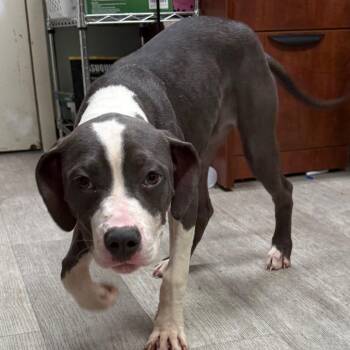 Pit Bull Terrier and Cane Corso Dogs Available for Adoption in Waldorf, Maryland - Mercedes | PetCurious