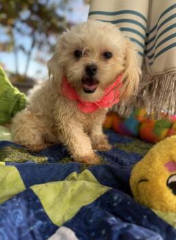 Mira 7 lbs 6 months -  Shih Poo and Maltipoo Dog for Adoption - Mira 7 Lbs 6 Months | PetCurious