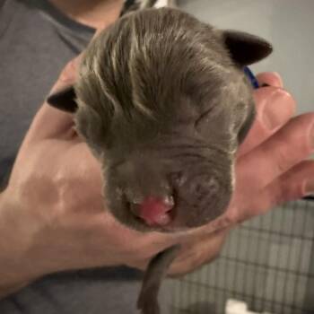 Pit Bull Terrier Dogs Available for Adoption in Parker, Colorado - 194A (2026) Shadow | PetCurious