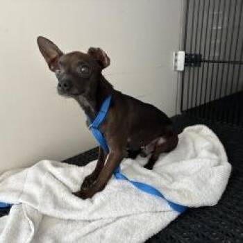 Gino -  Chihuahua Dog for Adoption in Pasadena, California - Gino | PetCurious