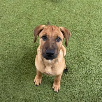 Pooh -  Mixed Breed Dog for Adoption in Loxahatchee Groves, Florida - Pooh | PetCurious