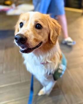 Tanner -  Corgi Dog for Adoption in New York, New York - Tanner | PetCurious