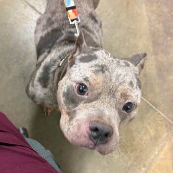 Pinky Rou - 081301U -  English Bulldog and Mixed Breed Dog for Adoption in Tupelo, Mississippi - Pinky Rou - 081301U | PetCurious