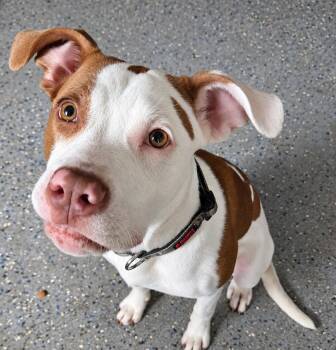 Star -  Mixed Breed and Labrador Retriever Dog for Adoption in St. Augustine, Florida - Star | PetCurious