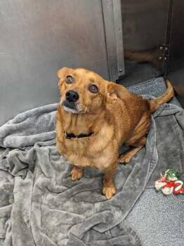 Marley -  Cardigan Welsh Corgi and Mixed Breed Dog for Adoption in Morton Grove, Illinois - Marley | PetCurious