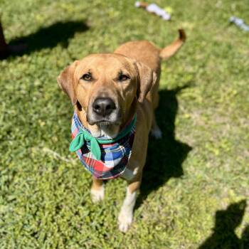 Rescue Labrador Retriever Dogs for Adoption in Angleton, Texas - Buddy Holly | PetCurious