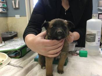 Belgian Shepherd Malinois and Mixed Breed Dogs Available for Adoption in Riverside, California - MISTER | PetCurious