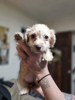 Poodle and Dachshund Dogs Available for Adoption - Lelo | PetCurious