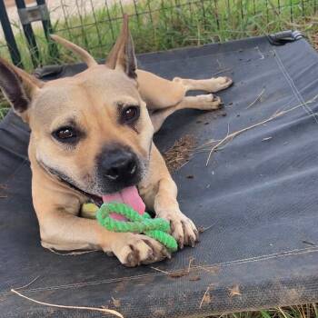 Sophia Loren -  Pit Bull Terrier Dog for Adoption in Justin, Texas - Sophia Loren | PetCurious