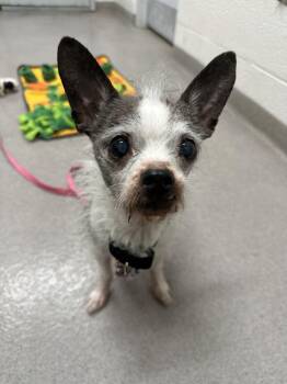 Mixed Breed Dogs Available for Adoption - Sid | PetCurious