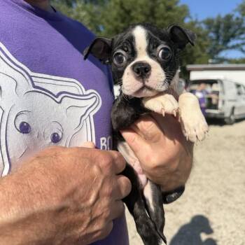 Miami -  Boston Terrier Dog for Adoption in Northbrook, Illinois - Miami | PetCurious