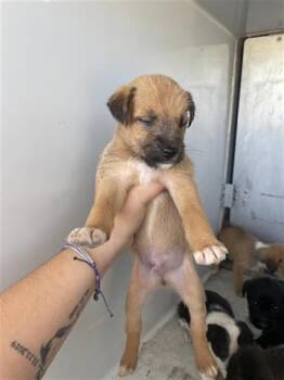 Rescue Pit Bull Terrier Dogs for Adoption in Houston, Texas - A645084 | PetCurious