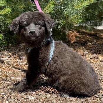 Tipsy -  Labrador Retriever and Mixed Breed Dog for Adoption in East Hampton, New York - Tipsy | PetCurious