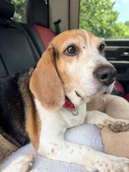 Madeline {COMING SOON} -  Beagle Dog for Adoption in Nashville, Tennessee - Madeline {COMING SOON} | PetCurious