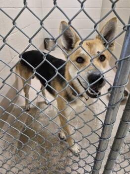 Vc-18 Cody -  Shepherd Dog for Adoption in Lawrenceville, Georgia - Vc-18 Cody | PetCurious