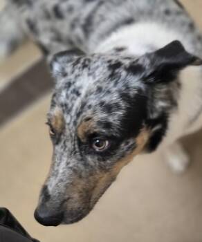 Rescue Australian Cattle Dog Blue Heeler and Mixed Breed Dogs for Adoption in Apple Valley, California - Linguine | PetCurious
