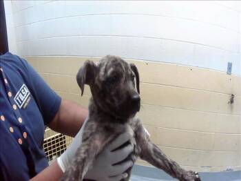 Pit Bull Terrier and Mixed Breed Dogs Available for Adoption in Tulsa, Oklahoma - BECKY | PetCurious