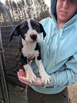 Boxer Dogs Available for Adoption - Robin | PetCurious