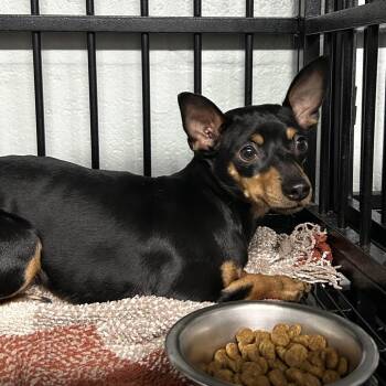 Rosa -  Miniature Pinscher and Mixed Breed Dog for Adoption in Jupiter, Florida - Rosa | PetCurious