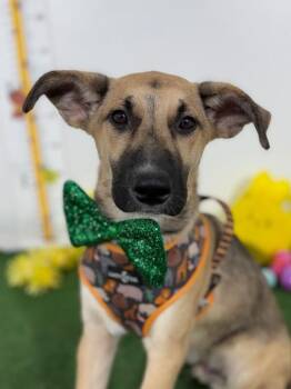 Adam-One of our Amazing Rescue Dogs -  Belgian Shepherd Malinois and Labrador Retriever Dog for Adoption in Carlsbad, California - Adam-One Of Our Amazing Rescue Dogs | PetCurious