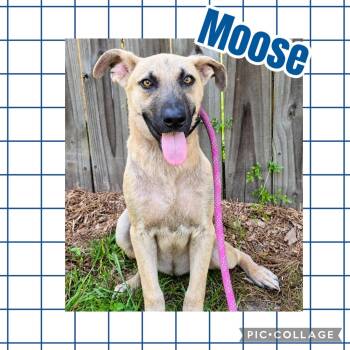 Moose -  Great Dane Dog for Adoption in Ringwood, New Jersey - Moose | PetCurious