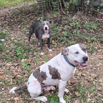 Nirvana -  American Bulldog and Catahoula Leopard Dog Dog for Adoption in Cartersville, Georgia - Nirvana | PetCurious