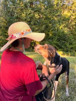 Rescue Mixed Breed Dogs for Adoption in Thomasville, Alabama - Buster | PetCurious