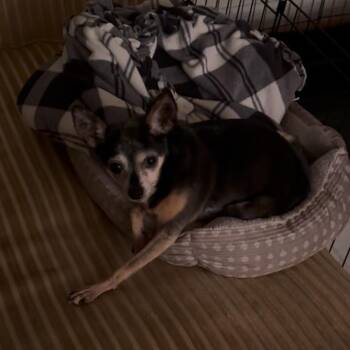 Butters -  Chihuahua Dog for Adoption in Oak Brook, Illinois - Butters | PetCurious