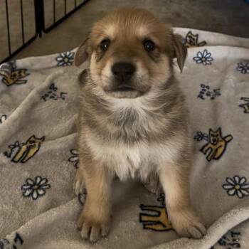 German Shepherd Dog and Labrador Retriever Dogs Available for Adoption - APOLLO GS | PetCurious