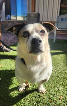 Ralph -  Jack Russell Terrier Dog for Adoption in Payson, Arizona - Ralph | PetCurious